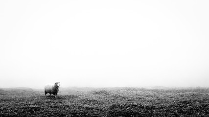 black and white minimalist image of a lonely lost sheep in fog. suitable to add text.