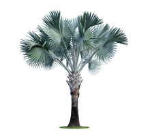 High Palm Trees (Livistona Rotundifolia Or Fan Palm.) Isolated On White Background.