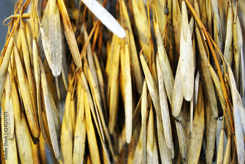 Fotografie, Obraz Ash tree (Fraxinus) dry yellow seeds, natural organic background, close up macro
