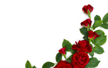 Beautiful Red Roses And Buds On White Background With Space For Text. Top View, Flat Lay
