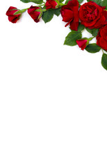 Beautiful Red Roses And Buds On White Background With Space For Text. Top View, Flat Lay