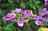Fototapeta Storczyk - Garlic vine violet flower selective focus point