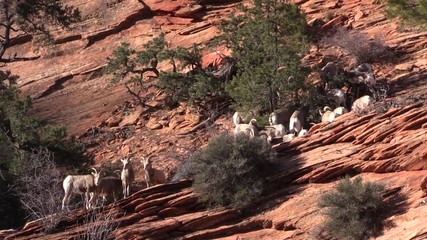 Wall Mural - Desert Bighorn Sheep Ewes