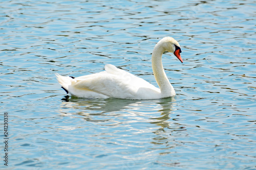 Fotografie, Obraz Closeup of the side of an elegant white mute swan swimming on aquamarine rippled water with bright red-orange bill or beak bordered with black, long cream colored neck and detailed feathers