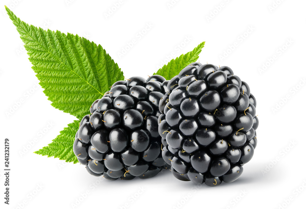 Isolated berry. Two whole fresh blackberry fruit with leaves isolated on white background, clipping path - obrazy, fototapety, plakaty 