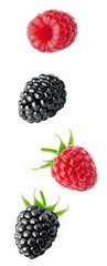 Poster - Isolated flying berries. Blackberry and raspberry fruits isolated on white background with clipping path