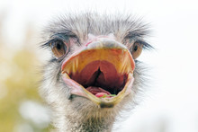 Angry Ostrich Close Up Portrait, Close Up Ostrich Head (Struthio Camelus)