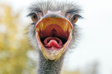 Angry Ostrich Close up portrait, Close up ostrich head (Struthio camelus)