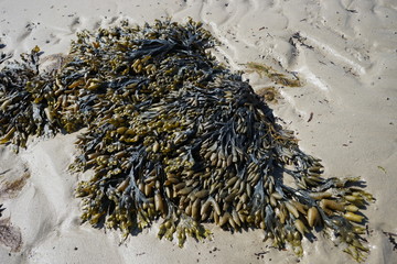 Seaweed 2