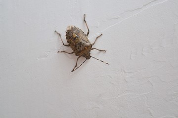 little insect on the wall