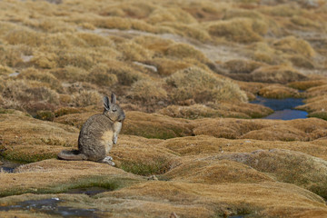 mountain viscacha (lagidium viscasia) resting in a wetland area of lauca national park in northern c