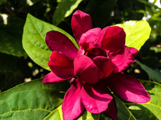 red flower