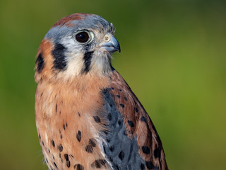 American Kestral 2