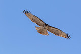 Fototapeta Tęcza - Bird of prey hunting along California lake shore