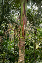 Carpoxykum Palm Or Aneityum Palm, Carpoxylon Macrospermum, Palm Tree