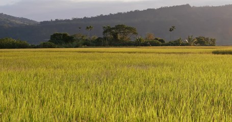 Sticker - Rice field under sunlight flare