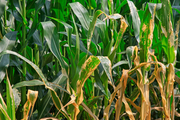 Have disease of maize leaves