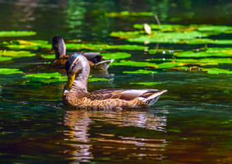 ducks swim in the pond