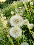 Fototapeta Dmuchawce - meadow, grass, dandelions, flowers, greens