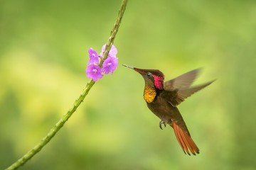 Wall Mural - Ruby topaz (Chrysolampis mosquitus) hovering next to violet flower, bird in flight, caribean Trinidad and Tobago, natural habitat, hummingbird with red head and yellow throat sucking nectar