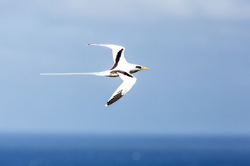 Yellow-billed Tropicbird (Phaethon lepturus) flying over the Pacific ocean near Galapagos Islands, beautiful white bird with sea and cliffs in background, elegant bird with long tail