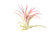 Air Plant, Tillandsia Ionantha, Houseplant Succulent No Pot Isolated On White Background. Tillandsias Are Low-maintenance Plants That Require No Soil, Just Plenty Of Water, Sunlight, And Airflow.