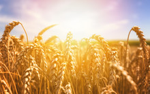 Ears Of Golden Wheat Close Up. Beautiful Nature Sunset Landscape. Rural Scenery Under Shining Sunlight.
