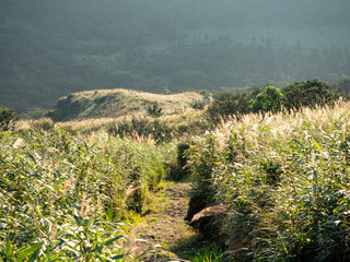 Wall Mural - grass hill in autumn