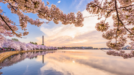 Fototapete - Washington DC, USA in spring season