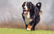 bernese mountain dog on grass