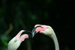 Nahaufnahme von Flamingos, Thailand