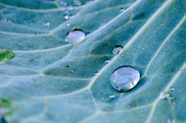 water drop on a leaf