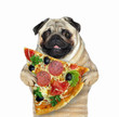 The dog is holding a big slice of pizza. White background.