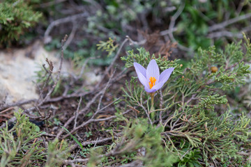 Krokus wächst allein zwischen Bodengewächsen