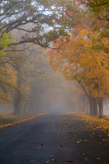 misty autumn morning in the countryside; the rural road goes through a large tree alleys; the leaves