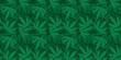 Cannabis or marijuana seamless pattern background. Vector.