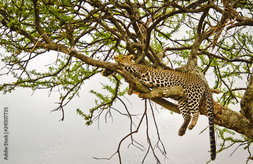 Fotografía Leopard on a tree in its natural habitat in the African savannah