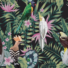 Tropical Birds Plants Leaves Flowers Abstract Color Black Background
