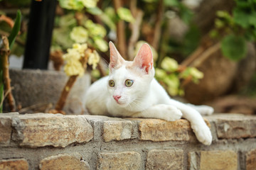 White stray cat resting on pavement curb made of bricks, garden trees and leaves in background.