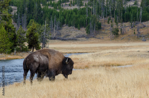 Fotografie, Obraz Bison near Nez Perce Creek in Yellowstone National Park