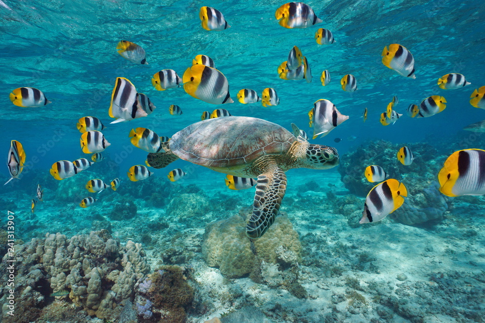 Sea turtle with school of fish French Polynesia - obrazy, fototapety, plakaty 