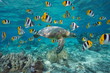 Sea turtle with school of fish French Polynesia