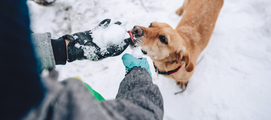 Wall Mural - Dog licking snow