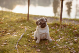 Fototapeta  - Młody pies, szczeniak rasy mops siedzi na trawie nad wodą i patrzy figlarnie o zachodzie słońca z wodą rozmytą w tle, zez rozbieżny, urocza mordka