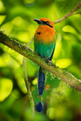 Wall Mural - broad-billed motmot - electron platyrhynchum found in bolivia, brazil, colombia, costa rica, ecuador