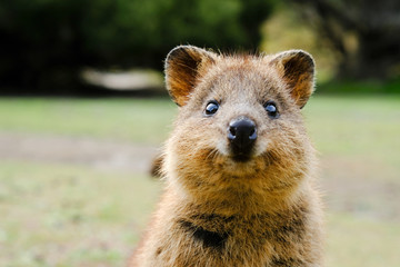 quokka, setonix brachyurus, on rottnest island, western australia