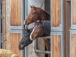 Drei neugierege Pferde