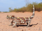 Fototapeta Zwierzęta - A Thorny Devil lizard on a red sand road