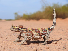 A Thorny Devil Lizard On A Red Sand Road