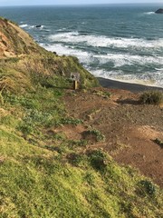 New Zealand Shore